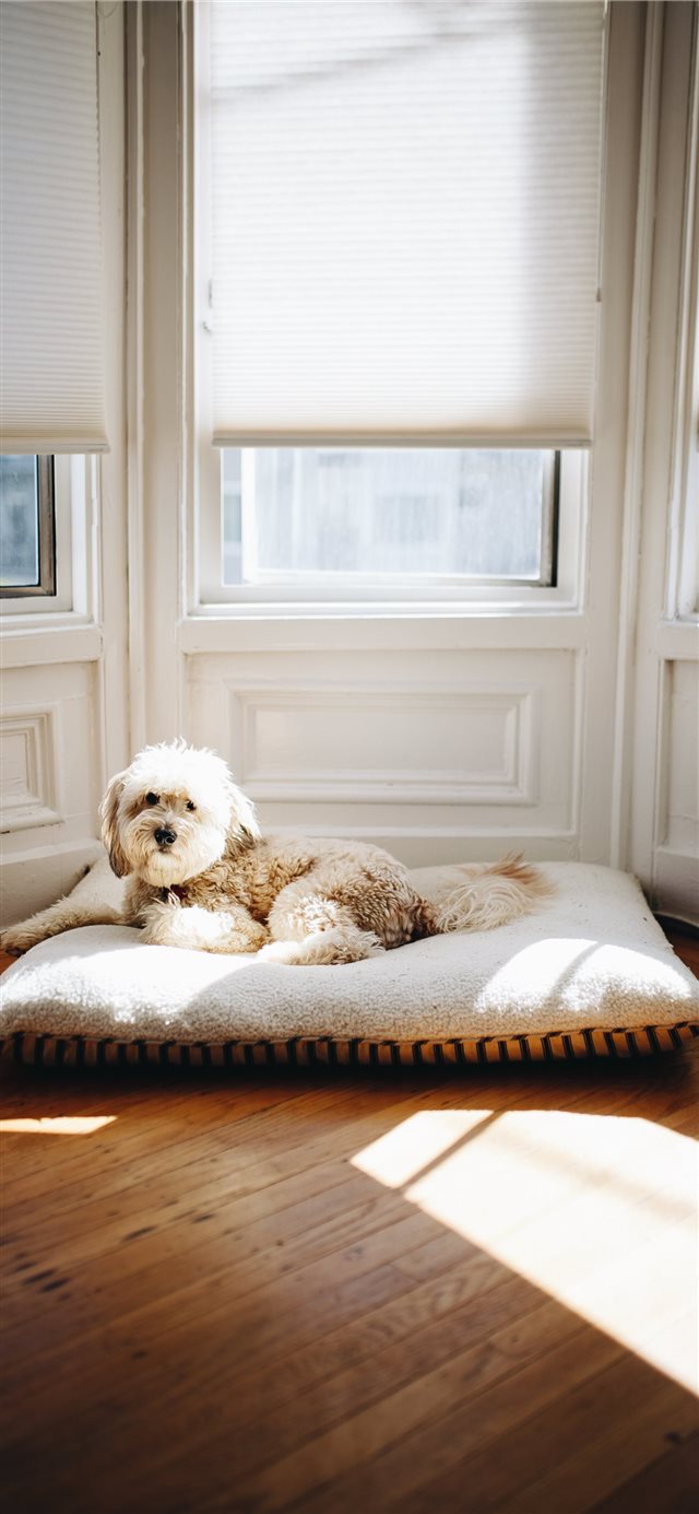 1125x2436 Busy Resting After a Day of Resting - window iPhone X Wallpaper