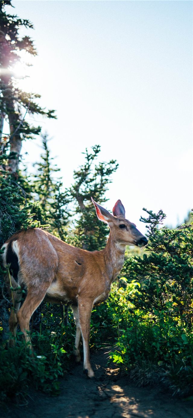 1125x2436 deer - woodland iPhone X Wallpaper