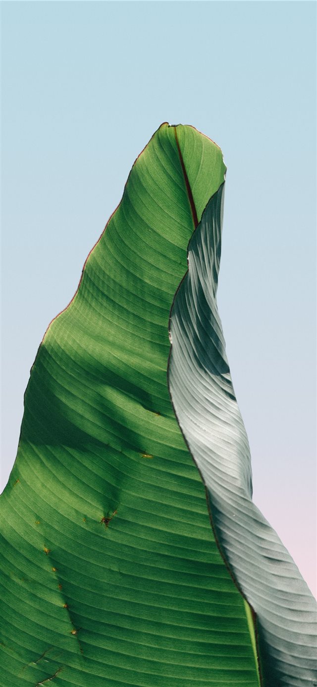 1125x2436 Single Palm - green iPhone X Wallpaper