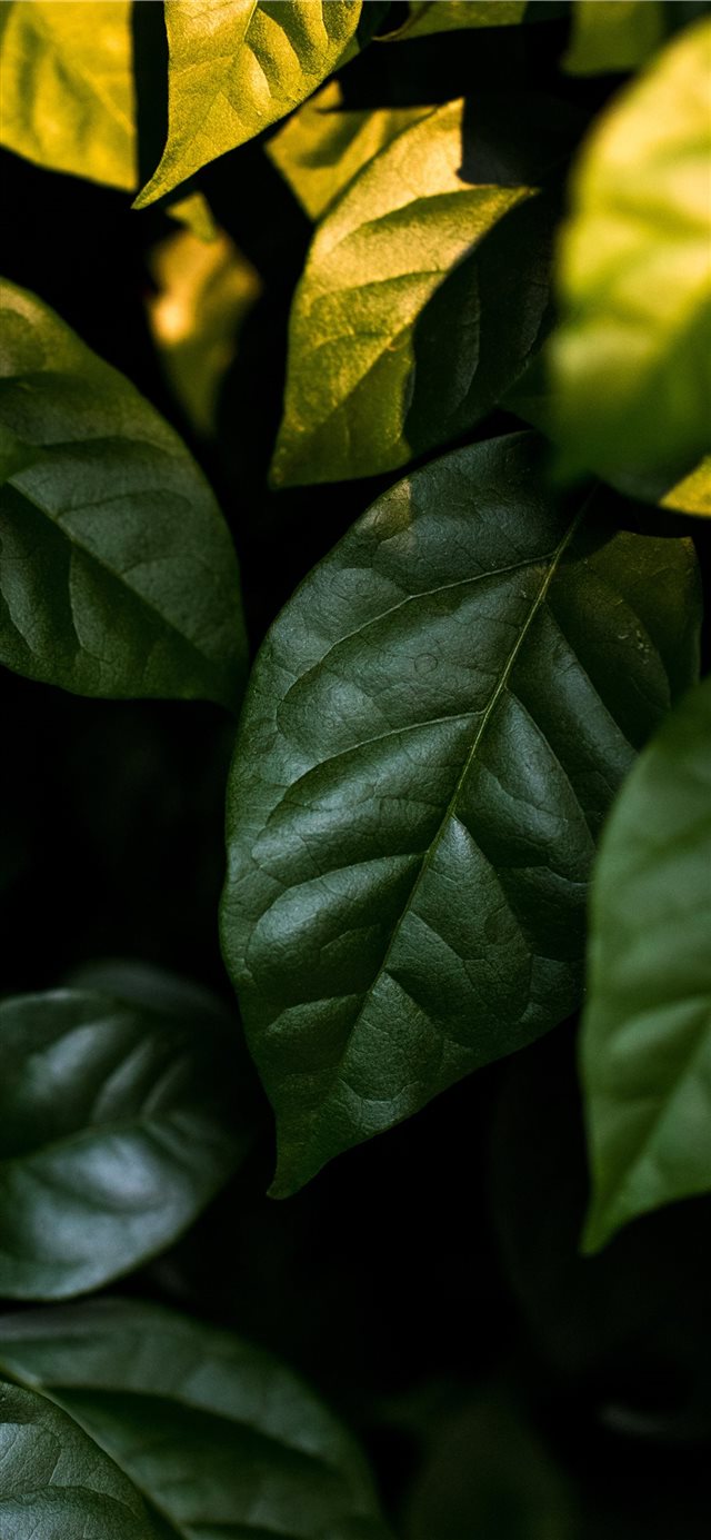 1125x2436 leaf - greenery iPhone X Wallpaper