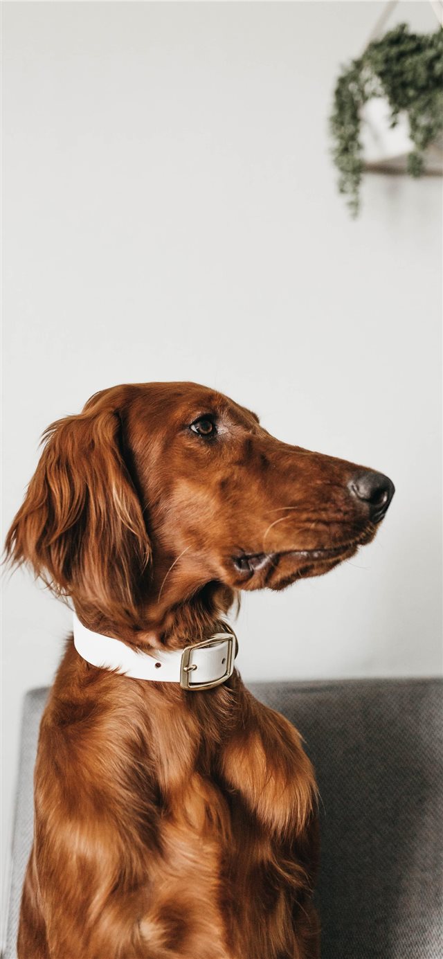 1125x2436 Mae’s Profile - cute iPhone X Wallpaper