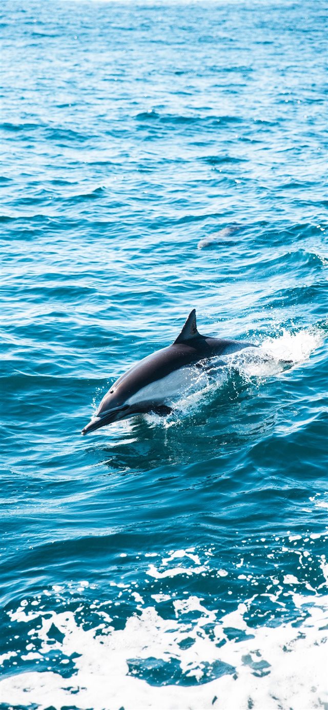 1125x2436 Dolphin Dive - swim iPhone X Wallpaper