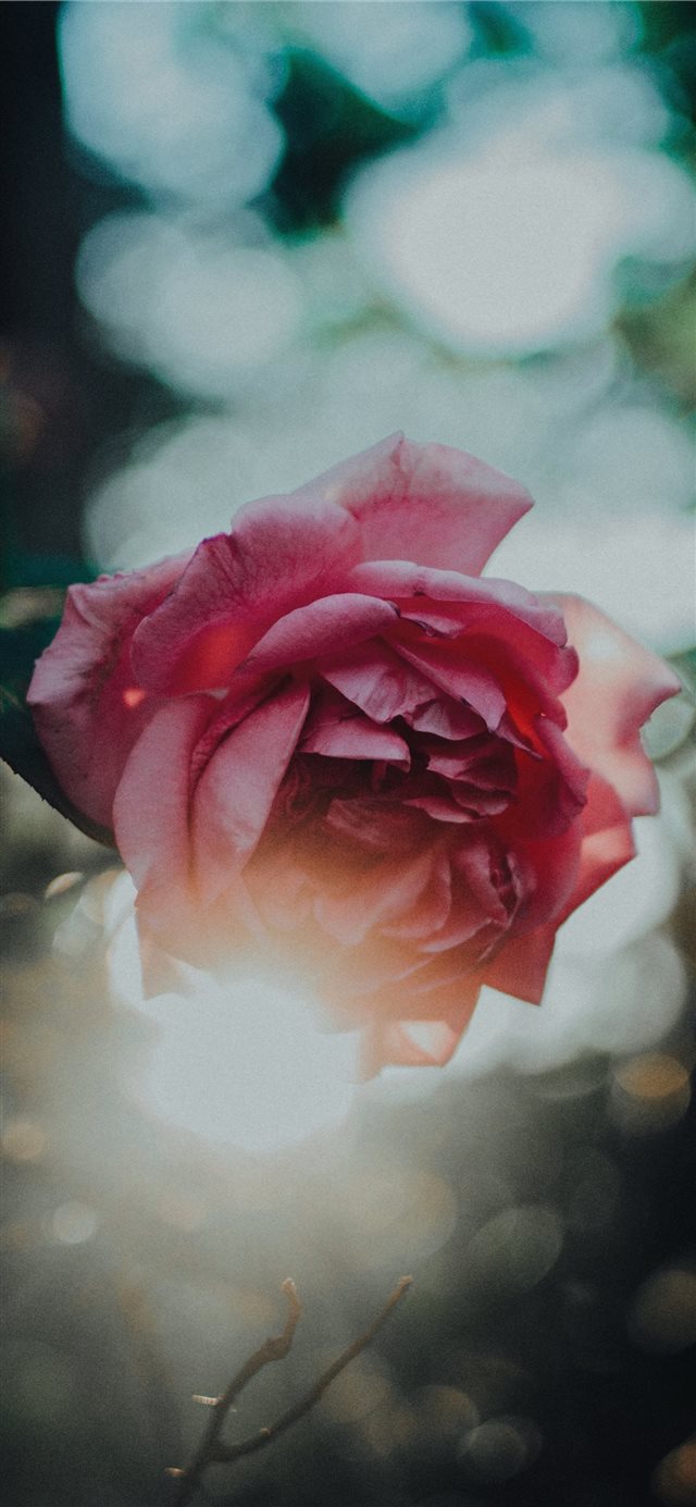 1125x2436 Rose and the sun - blur iPhone X Wallpaper