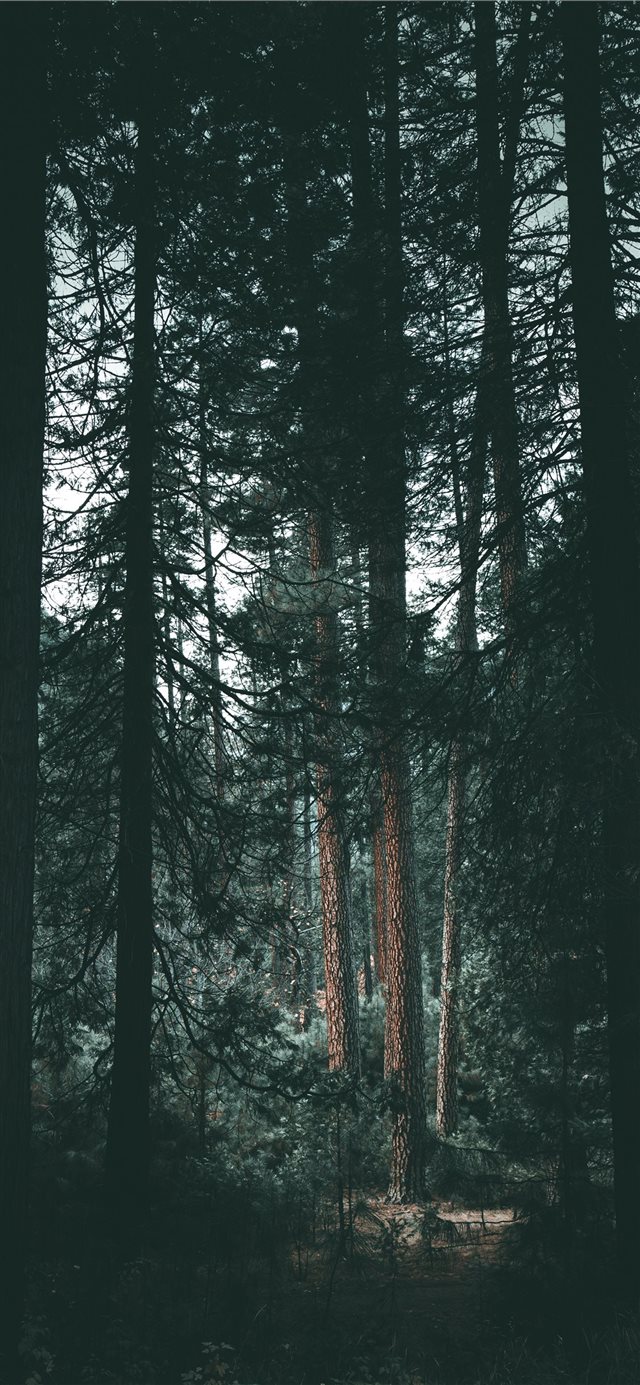 1125x2436 Yosemite wilderness - moody iPhone X Wallpaper