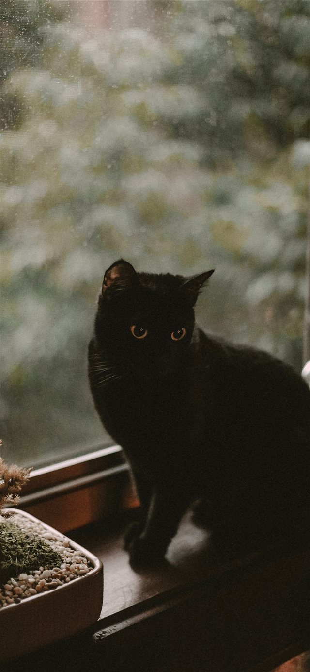 1125x2436 black cat - cat iPhone X Wallpaper