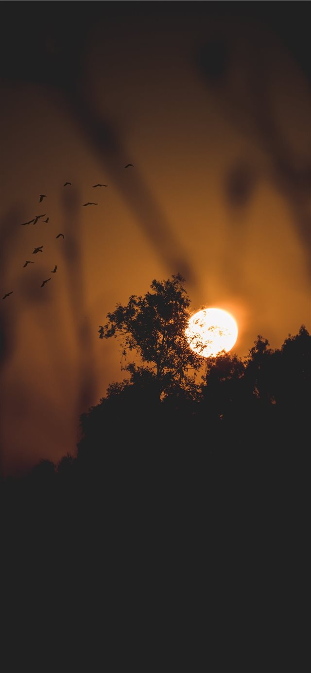 1125x2436 Nature Sunset - bird iPhone X Wallpaper