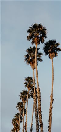 Palms from Santa Cruz wallpaper