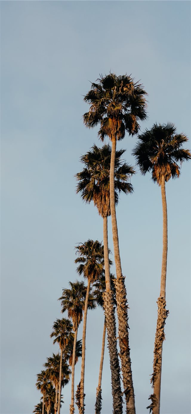 1125x2436 Palms from Santa Cruz - sunset iPhone X Wallpaper