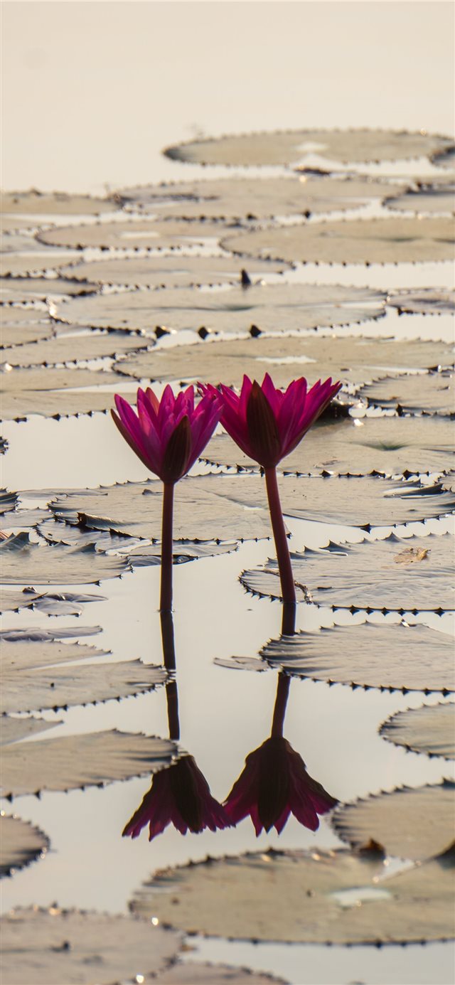 1125x2436 Pair Of Flowers At Angkor Wat - lilly iPhone X Wallpaper