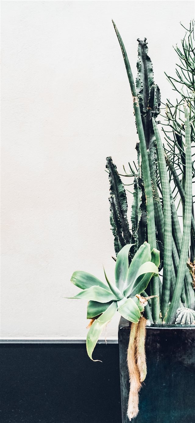 1125x2436 City Cacti - plant iPhone X Wallpaper