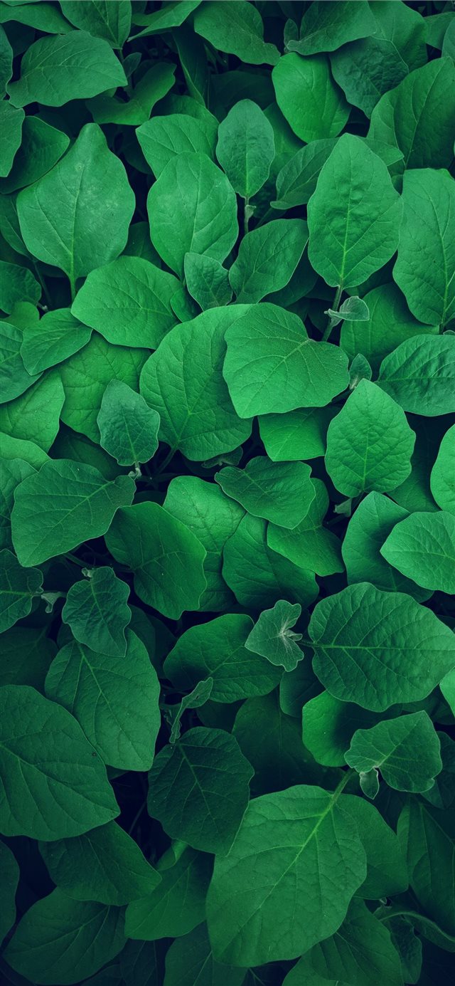 1125x2436 Little Forest - green iPhone X Wallpaper