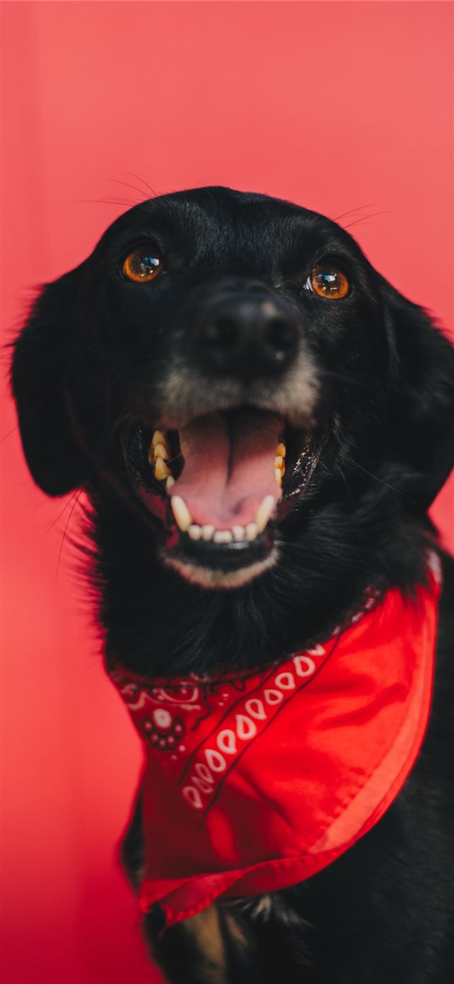 1125x2436 picture - profile iPhone X Wallpaper