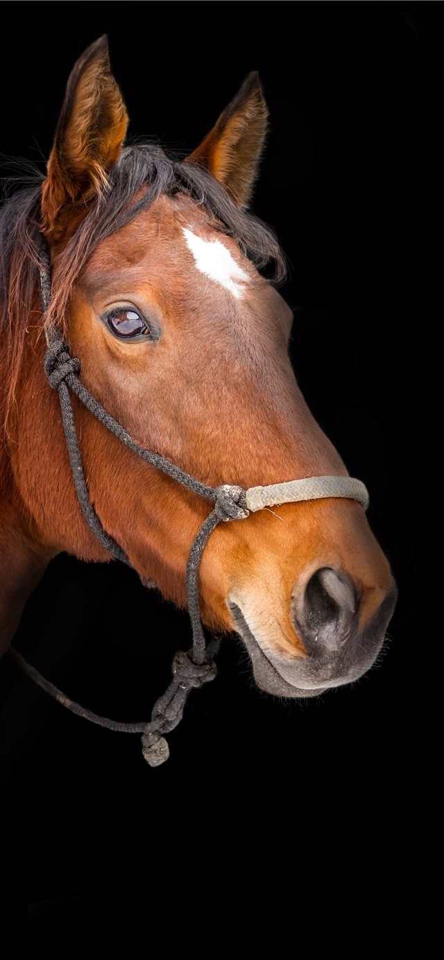 1125x2436 Isolated Horse on black background - horse iPhone X Wallpaper
