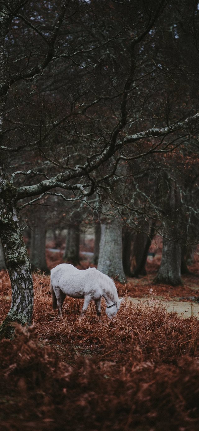 1125x2436 New Forest Pony - woodland iPhone X Wallpaper