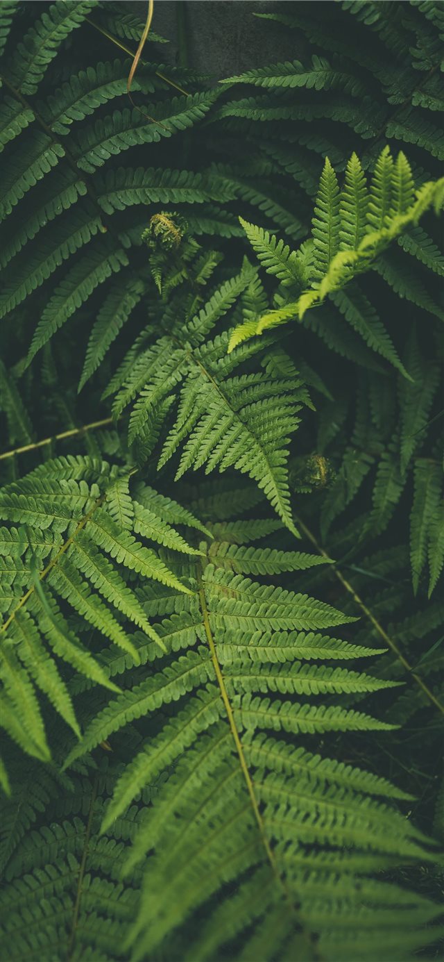 1125x2436 outdoor - moody iPhone X Wallpaper
