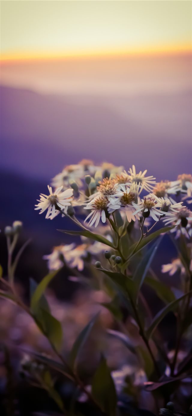 1125x2436 Asheville  United States - nature iPhone X Wallpaper