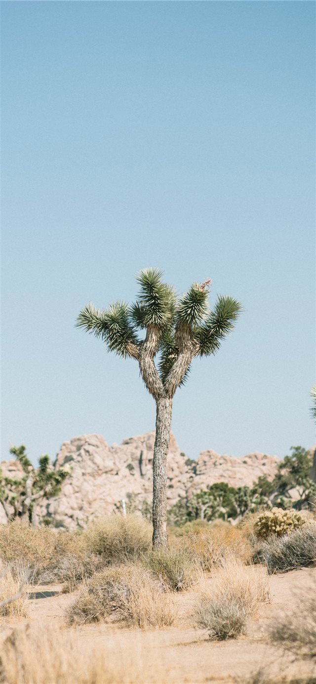 1125x2436 Joshua Tree National Park  United States - rock iPhone X Wallpaper