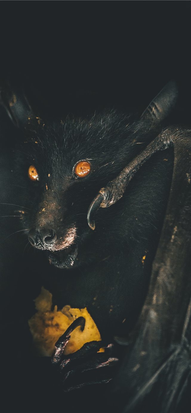 1125x2436 Hunger - flight iPhone X Wallpaper
