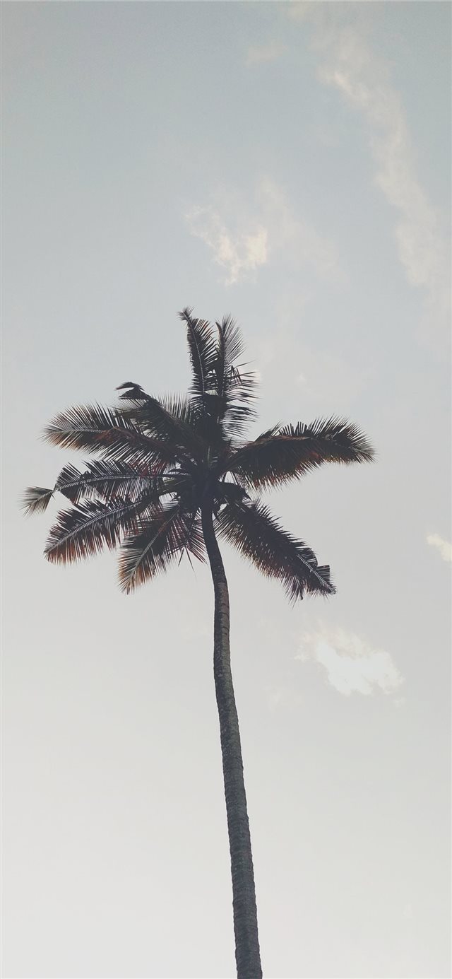 1125x2436 tree - haze iPhone X Wallpaper