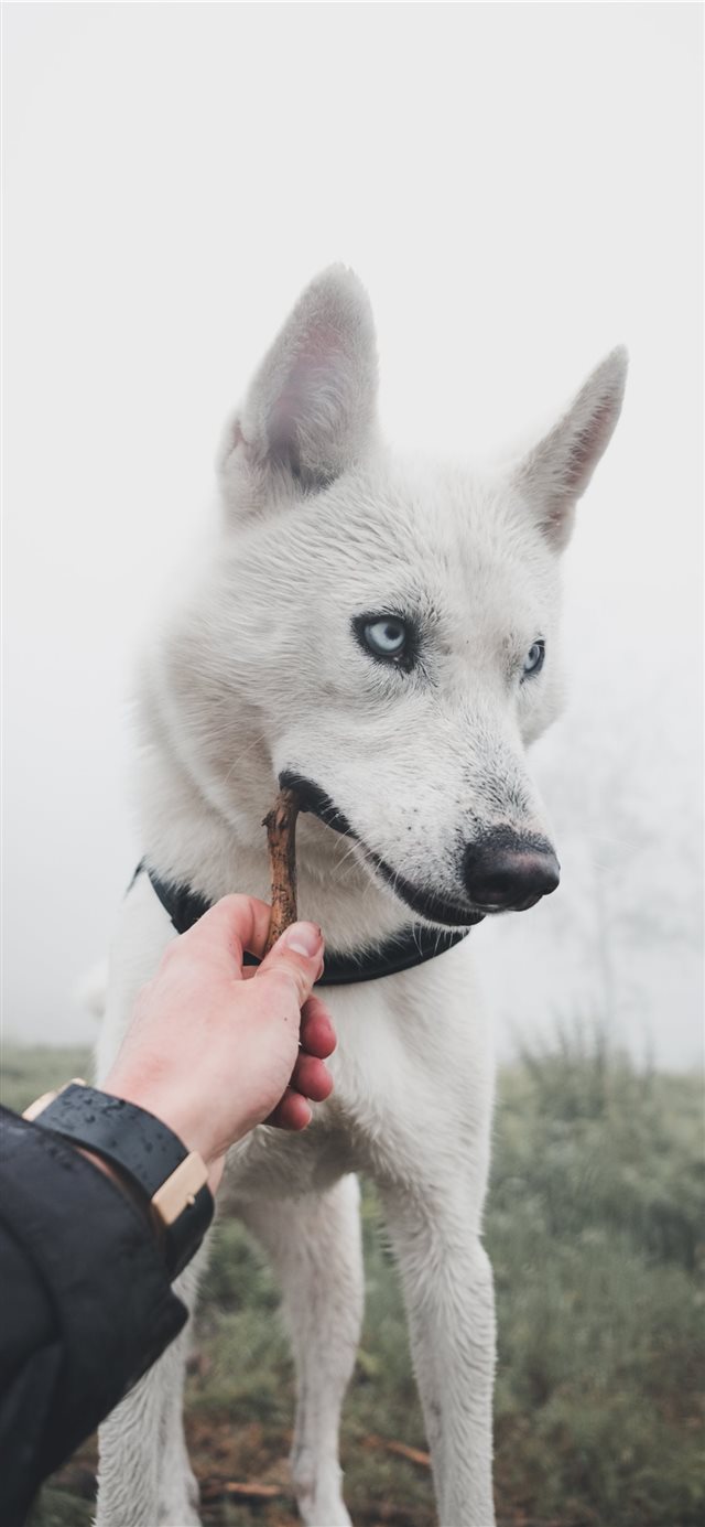 1125x2436 playitcool - husky iPhone X Wallpaper
