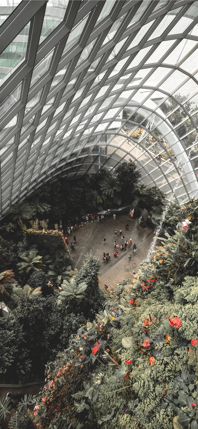 1125x2436 View from the top of the Cloud Forest - plant iPhone X Wallpaper