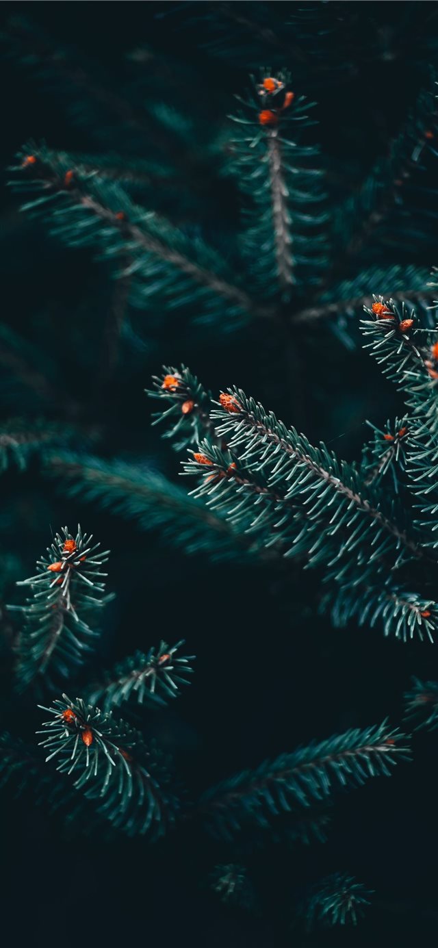 1125x2436 Serbia - floral iPhone X Wallpaper