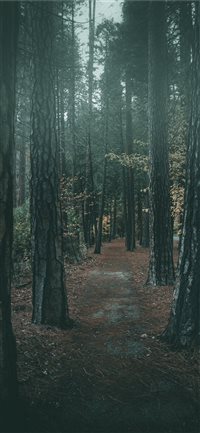 Foggy walk in Yosemite iPhone X(S/Max/R) wallpaper