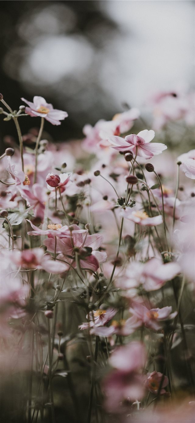 1125x2436 Pastel pink flowers -  iPhone X Wallpaper