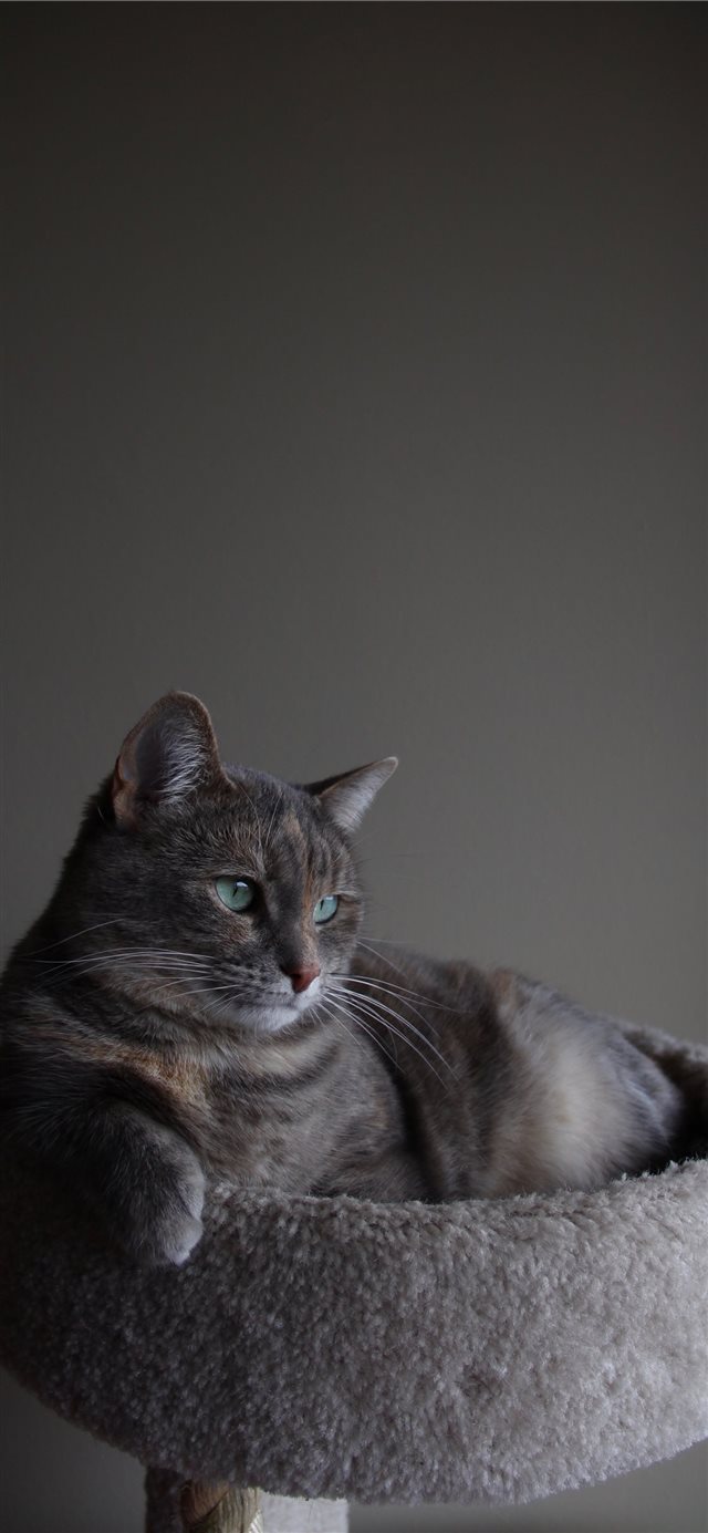 1125x2436 In her natural environment - cat iPhone X Wallpaper