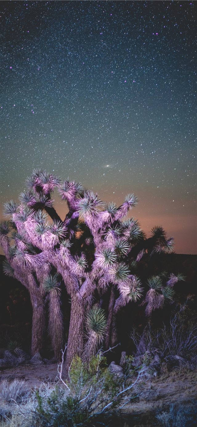 1125x2436 Desert Nights - neon light iPhone X Wallpaper