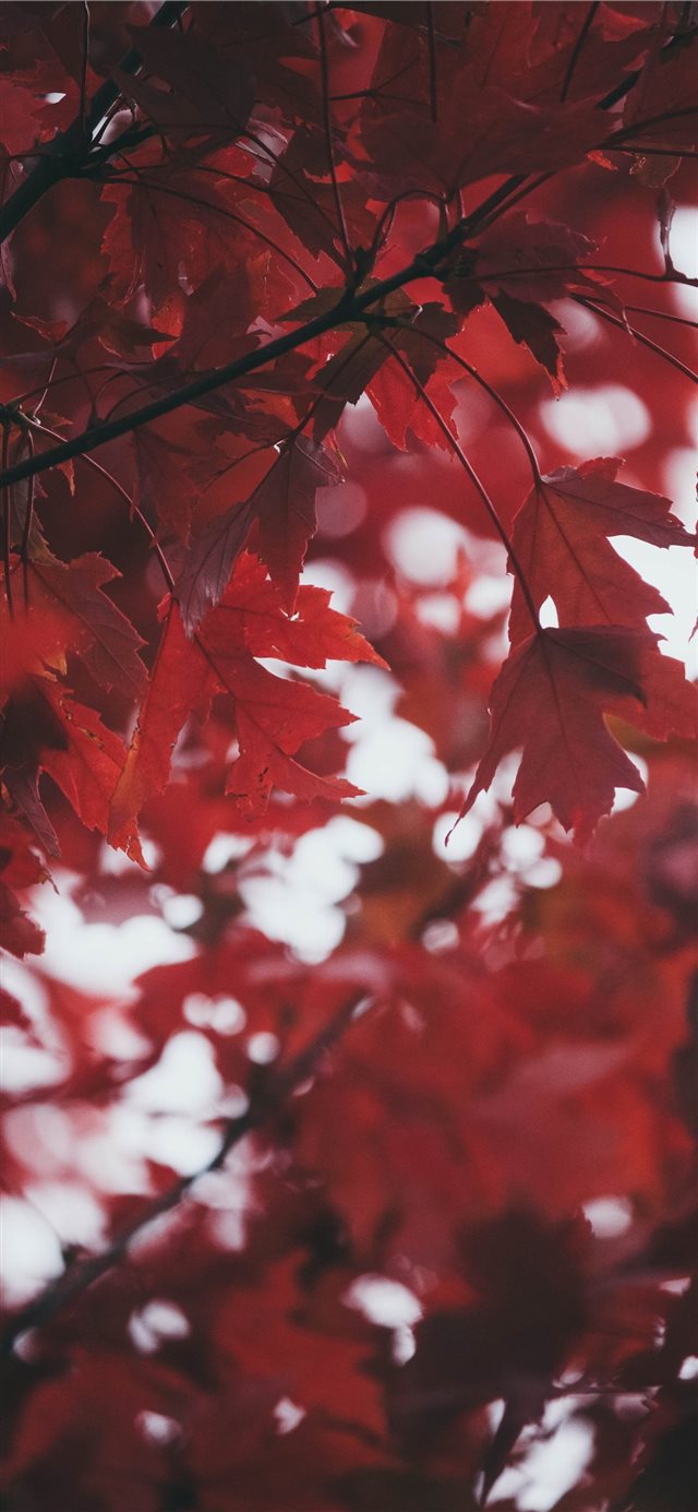 1125x2436 Deep Red Leaves - moody iPhone X Wallpaper