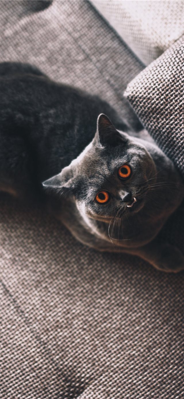 1125x2436 Sleep And Watch - indoor iPhone X Wallpaper