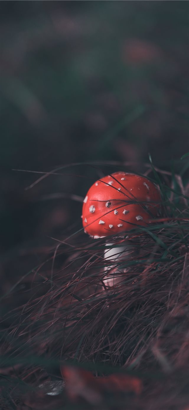 1125x2436 poisonous innocence - sweet iPhone X Wallpaper