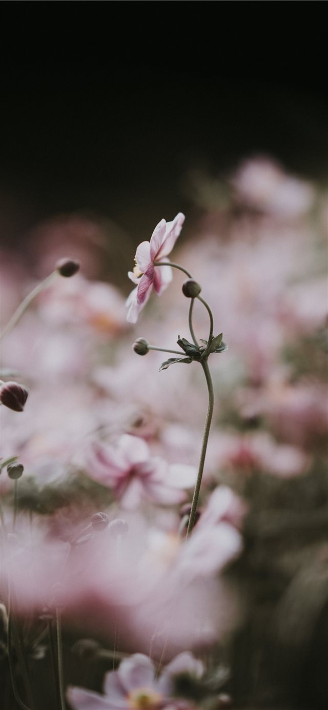1125x2436 Pale pink anemone florals - delicate iPhone X Wallpaper