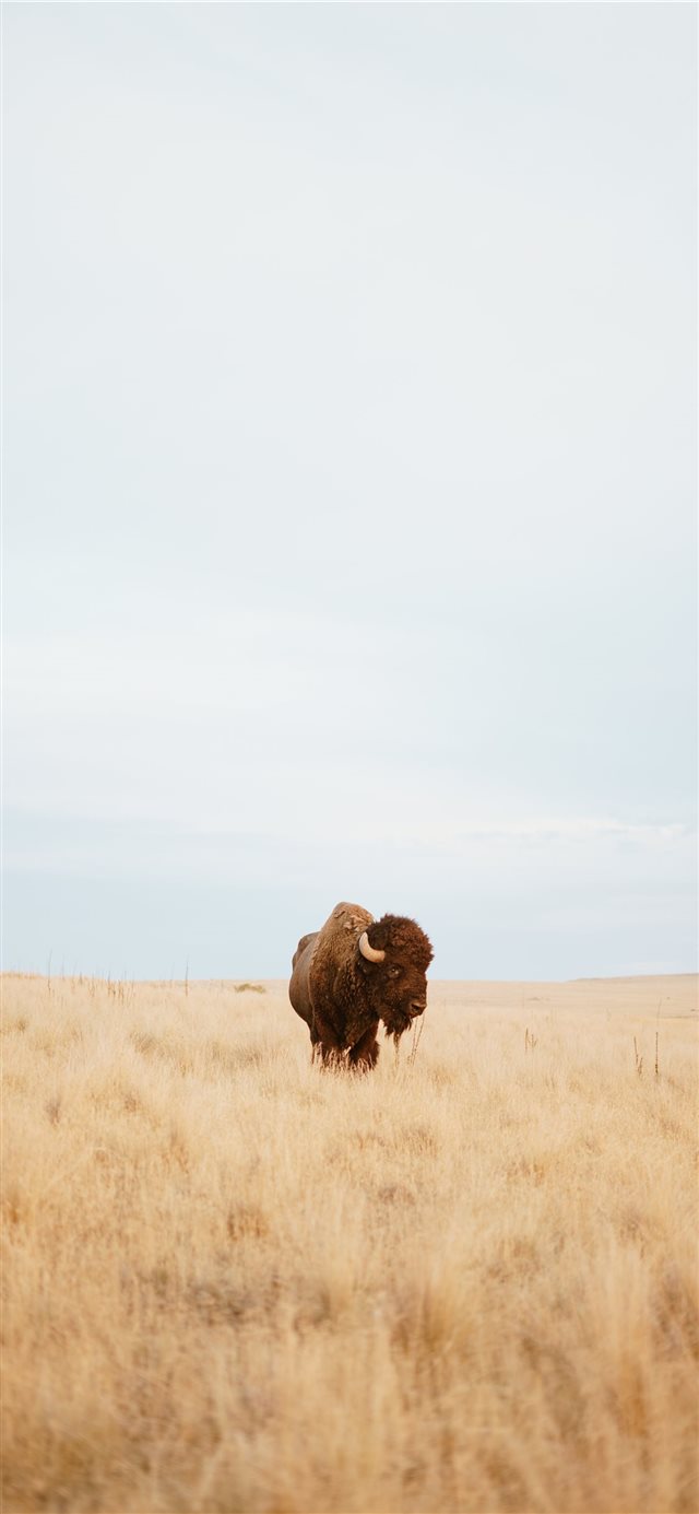 1125x2436 Bison Gaze - wild iPhone X Wallpaper