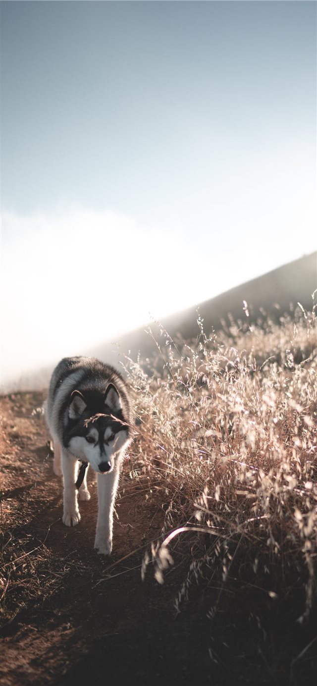 1125x2436 landscape - landscape iPhone X Wallpaper