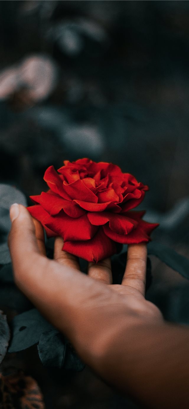 1125x2436 rose - petal iPhone X Wallpaper