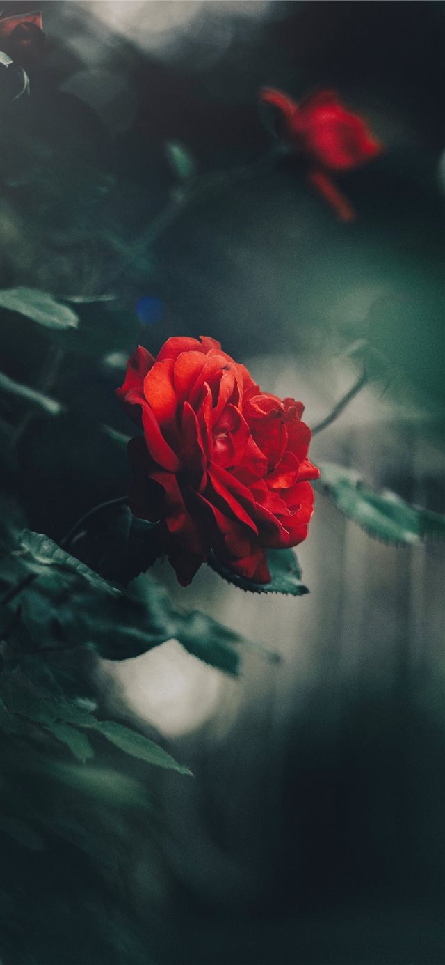 1125x2436 Serbia - floral iPhone X Wallpaper