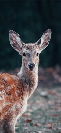 Bambi Eyes wallpaper