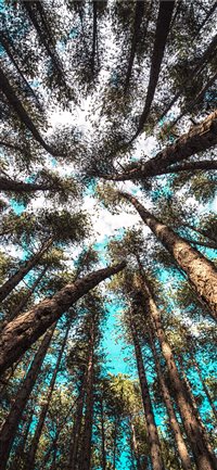 Looking up wallpaper