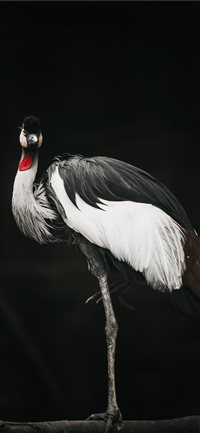 Touch of red wallpaper