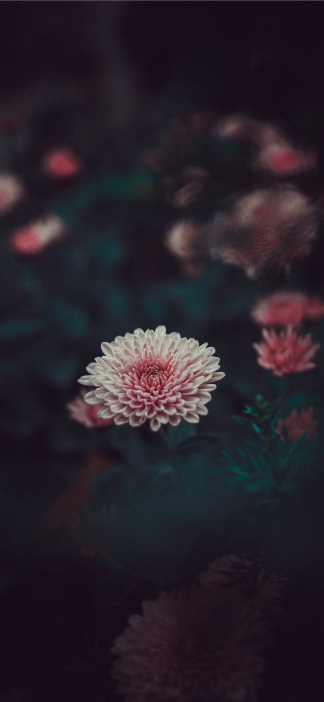 1125x2436 close up - floral iPhone X Wallpaper