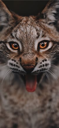 Lynx portrait wallpaper