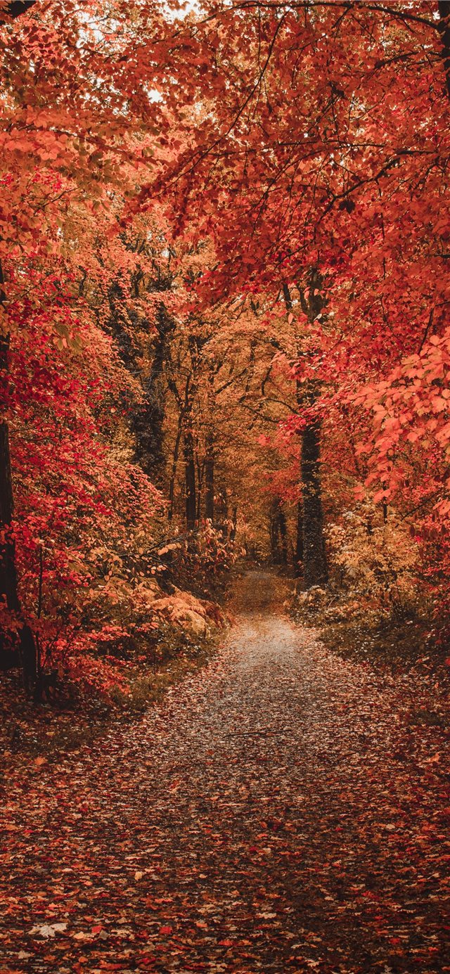 1125x2436 wallpaper - fall iPhone X Wallpaper