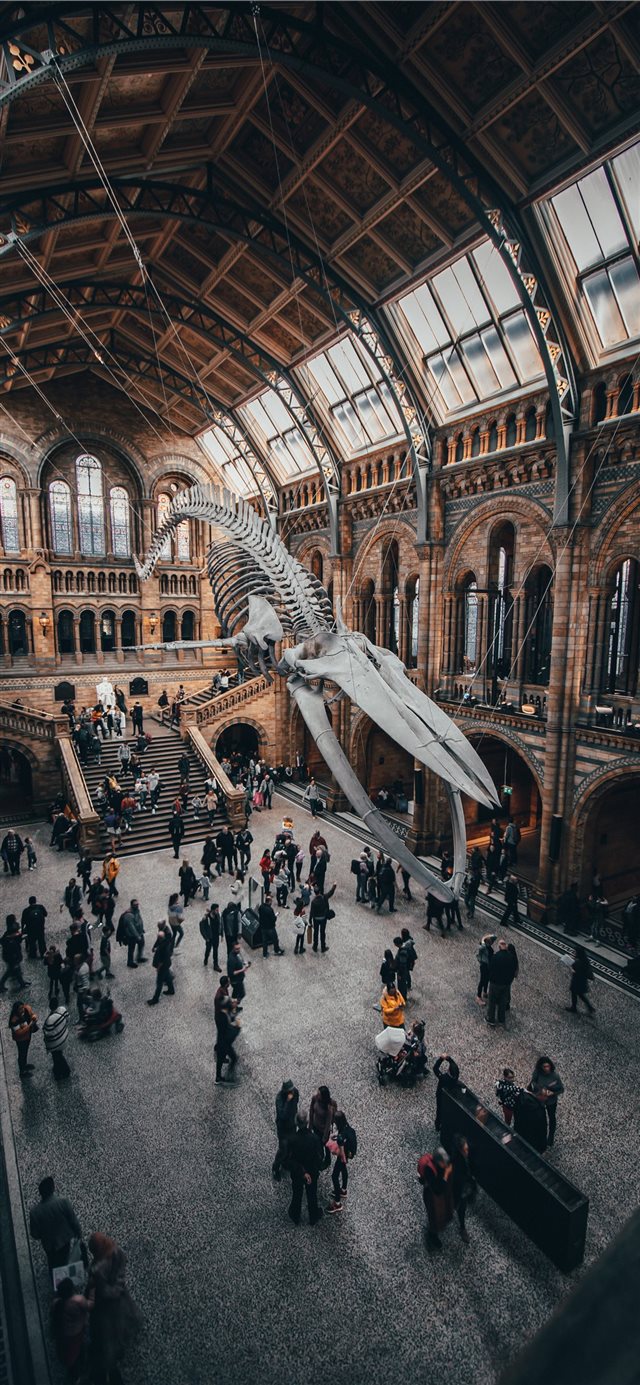 1125x2436 Everything comes to an end… - whale iPhone X Wallpaper