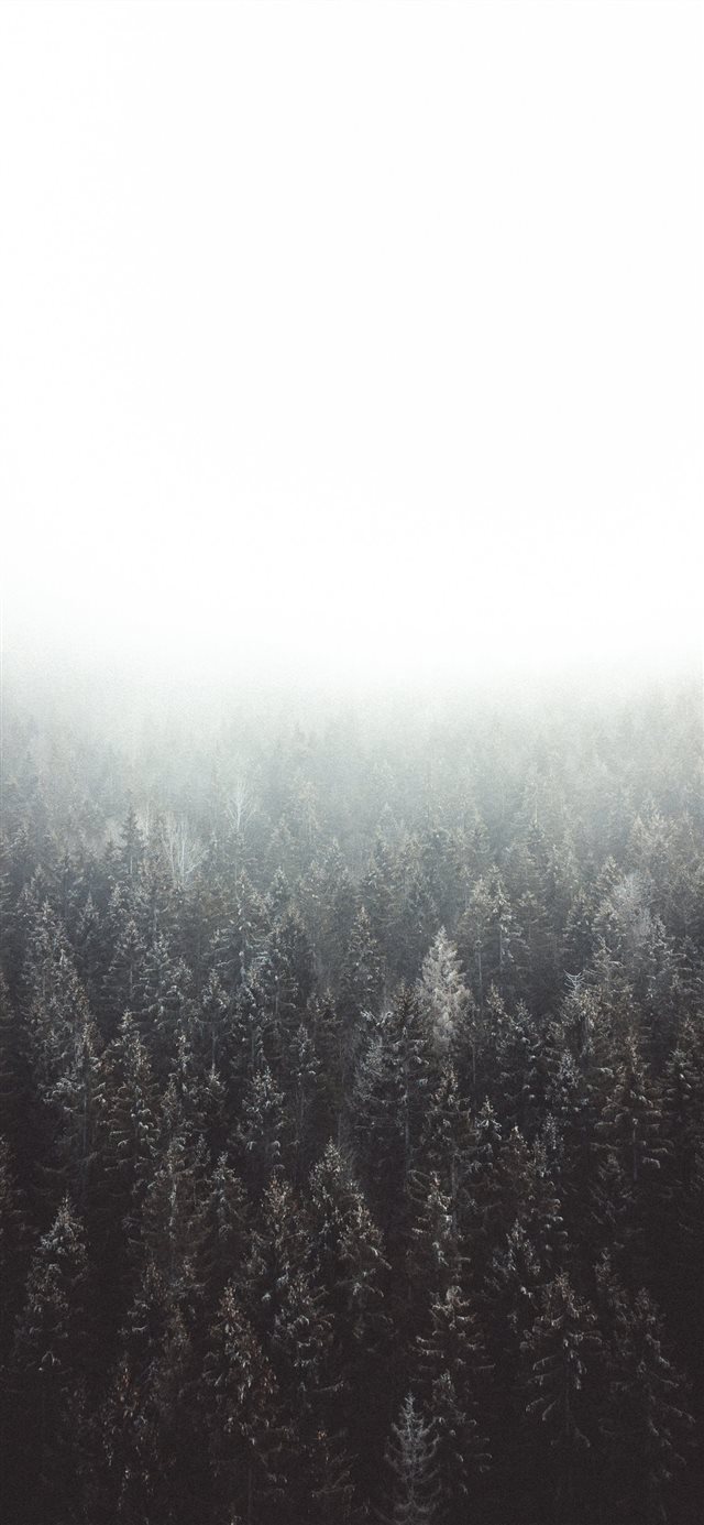 1125x2436 Lost in the woods - minimal iPhone X Wallpaper