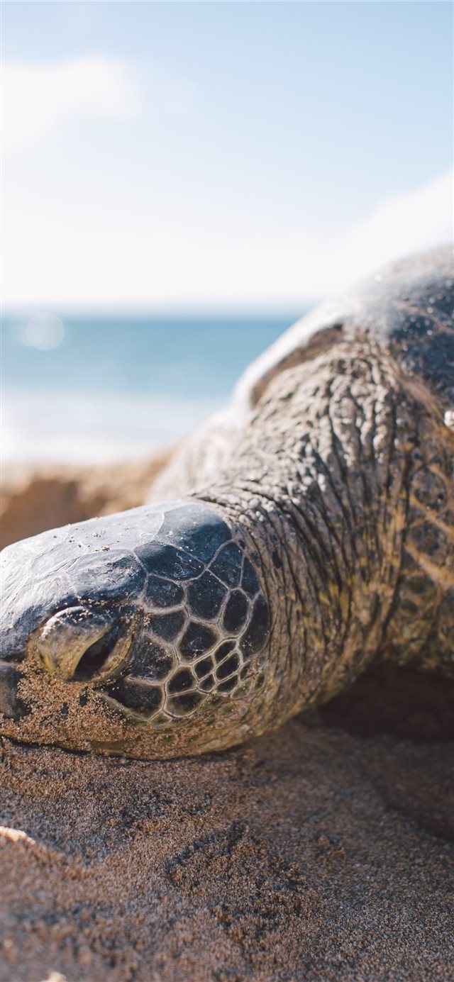 1125x2436 Brooke - turtle iPhone X Wallpaper