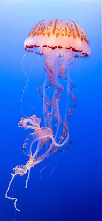 Jellyfish Exotica wallpaper