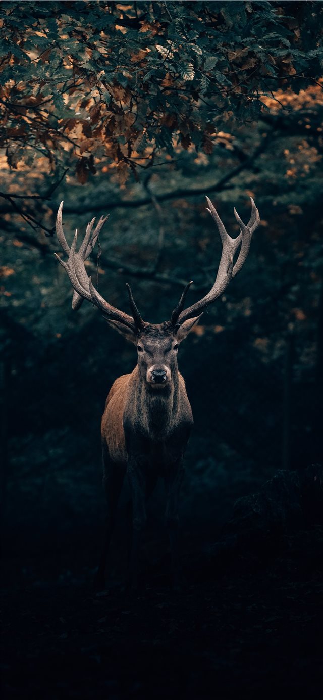 1125x2436 Your Majesty  the King of Teutoburg Forest! 🦌 - majestic iPhone X Wallpaper