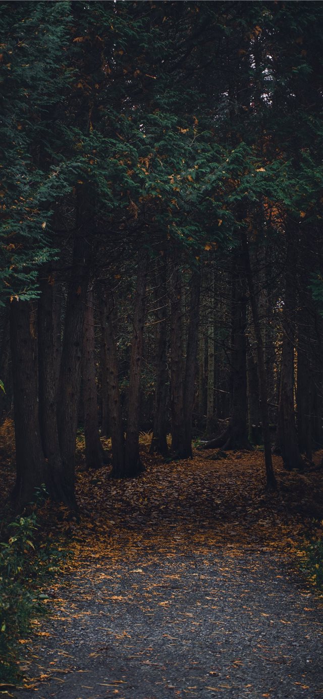 1125x2436 Montreal  Canada -  iPhone X Wallpaper